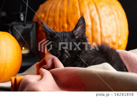 Black maine coon cat sleeping in plaid blanket 58281858