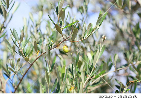 オリーブの実 58282536