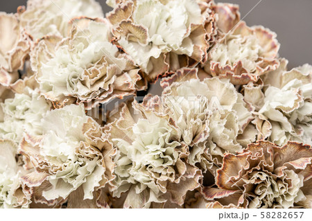Petal of beige dyed Carnation, flower background. Dianthus caryophyllus. Spring flower pattern Petal of beige dyed Carnation, flower background. Dianthus caryophyllus. Spring flower pattern 58282657