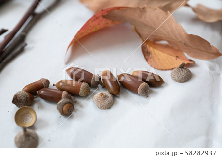 秋の森で拾った落ち葉やどんぐり 58282937