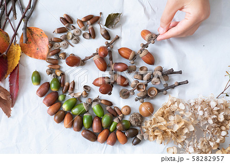秋の森で拾った落ち葉やどんぐり 58282957
