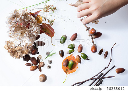 秋の森で拾った落ち葉やどんぐり 58283012