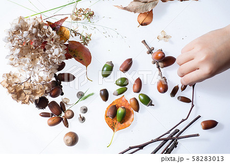 秋の森で拾った落ち葉やどんぐり 58283013