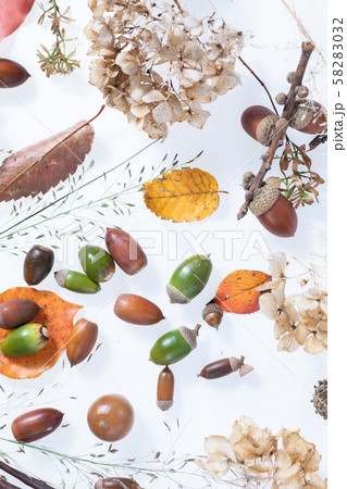秋の森で拾った落ち葉やどんぐり 秋の森で拾った落ち葉やどんぐり 58283032