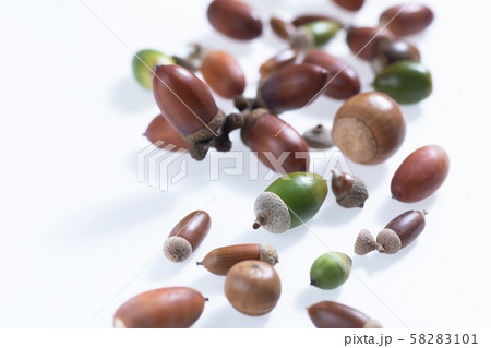 秋の森で子どもと拾ったどんぐりや落ち葉 58283101