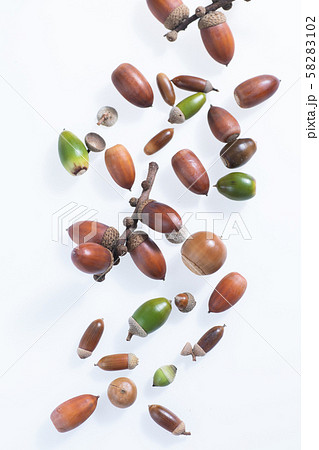 秋の森で子どもと拾ったどんぐりや落ち葉 58283102