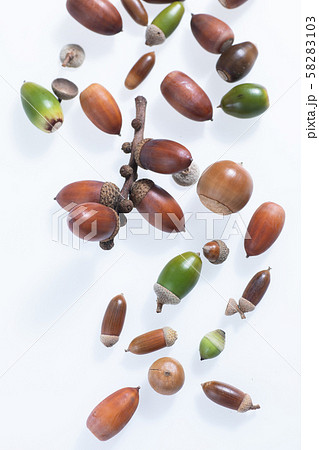 秋の森で子どもと拾ったどんぐりや落ち葉 58283103