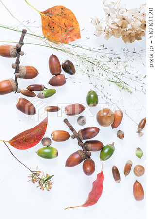 秋の森で子どもと拾ったどんぐりや落ち葉 58283120