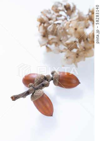 秋の森で子どもと拾ったどんぐりや落ち葉 秋の森で子どもと拾ったどんぐりや落ち葉 58283140