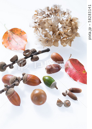 秋の森で子どもと拾ったどんぐりや落ち葉 58283141