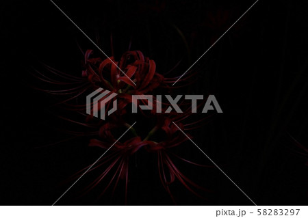 彼岸花 彼岸花 58283297