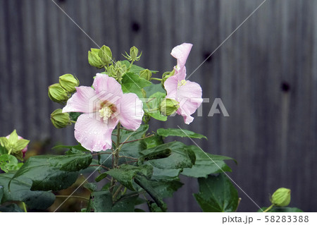 フヨウの花 フヨウの花 58283388