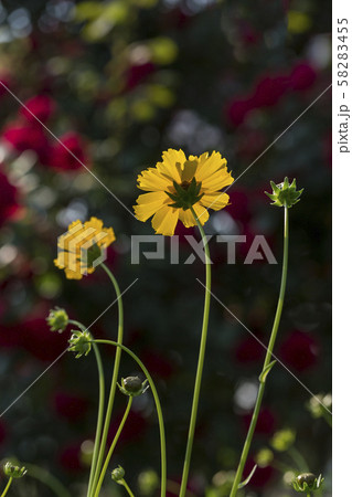 グムギェグク 58283455