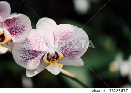 Flower (Orchidaceae, Orchid Flower) white purple 58283637