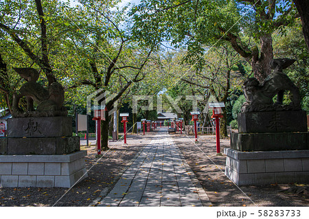 鷲宮神社　境内　狛犬　久喜市鷲宮 58283733