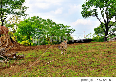 横浜ズーラシア動物園チーター 横浜ズーラシア動物園チーター 58284161