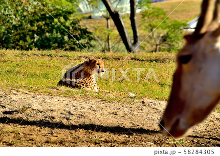 横浜ズーラシア動物園チーター 横浜ズーラシア動物園チーター 58284305