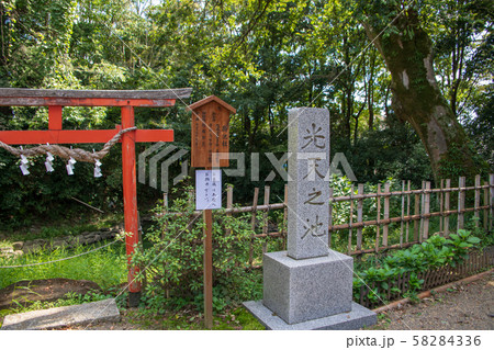 鷲宮神社　境内　光天之池　久喜市鷲宮 58284336