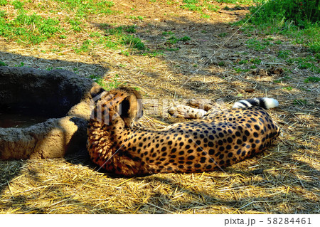 横浜ズーラシア動物園チーター 58284461