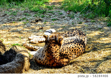 横浜ズーラシア動物園チーター 横浜ズーラシア動物園チーター 58284466