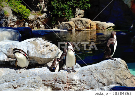 横浜ズーラシア動物園フンボルトペンギン 横浜ズーラシア動物園フンボルトペンギン 58284862