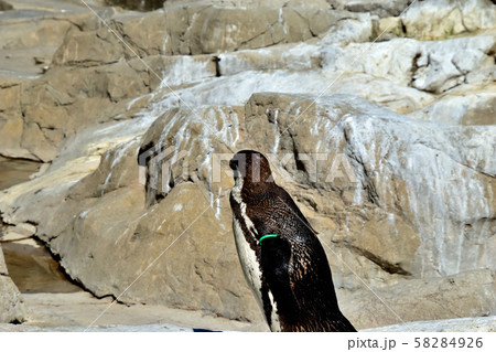 横浜ズーラシア動物園フンボルトペンギン 横浜ズーラシア動物園フンボルトペンギン 58284926