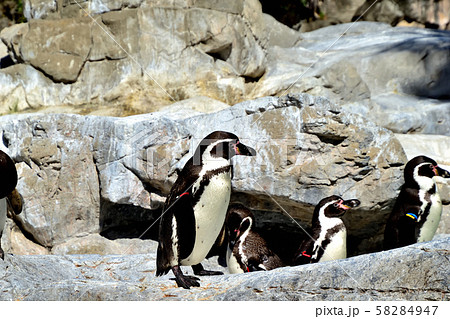 横浜ズーラシア動物園フンボルトペンギン 58284947