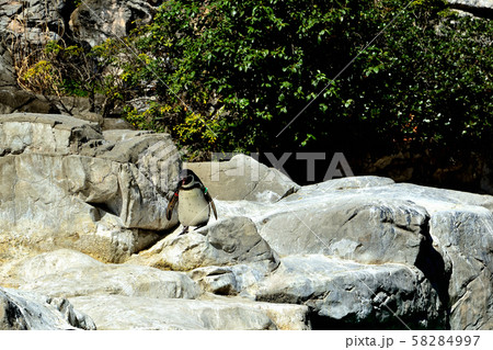 横浜ズーラシア動物園フンボルトペンギン 横浜ズーラシア動物園フンボルトペンギン 58284997