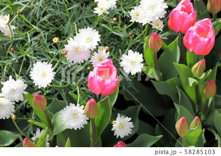 マーガレット モリンバ ミニダブルホワイトの花とチューリップの花の写真素材