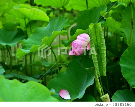 ひっそりと咲く満開のピンクのハスの花 58285160