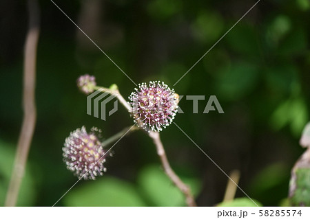 ケヤマウコギの蕾 58285574