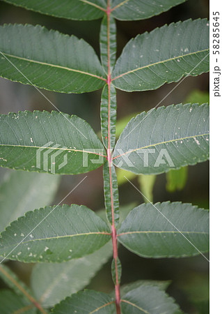 ヌルデの葉 58285645