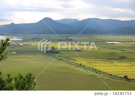 順天湾 順天湾湿地 葦 58285753
