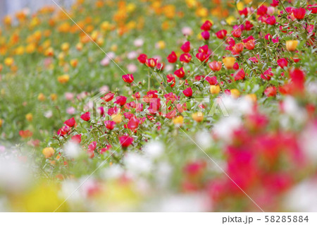 colorful common purslane or verdolaga flower in colorful common purslane or verdolaga flower in 58285884