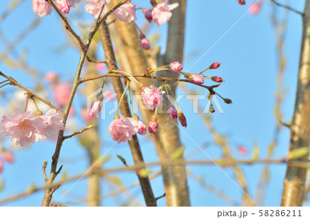 青空を背景として、舞姫と推定されるサクラの樹の枝の花をローアングルで撮影した写真 58286211