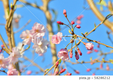 青空を背景として、舞姫と推定されるサクラの樹の枝の花を撮影した写真 青空を背景として、舞姫と推定されるサクラの樹の枝の花を撮影した写真 58286212