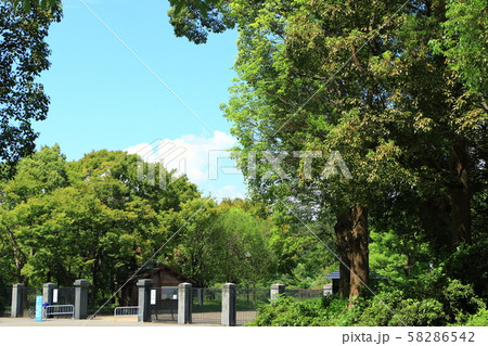鶴見緑地の樹木 58286542