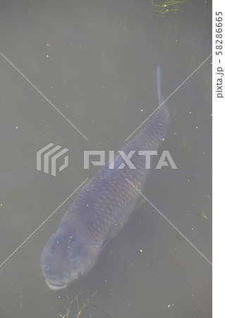 埼玉芝川のソウギョ(草魚) 埼玉芝川のソウギョ(草魚) 58286665