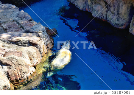 横浜ズーラシア動物園ホツキョクグマ 58287005