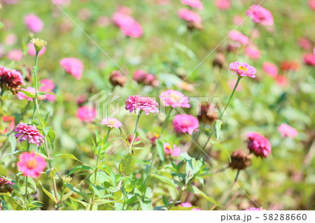 ジニアの花 58288660