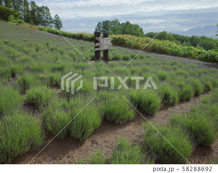 ラベンダー_フラノ 58288692