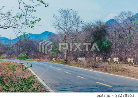 Herd of cows walk for food on the side of the road in the midst of dry trees on April of Thailand. 58288953