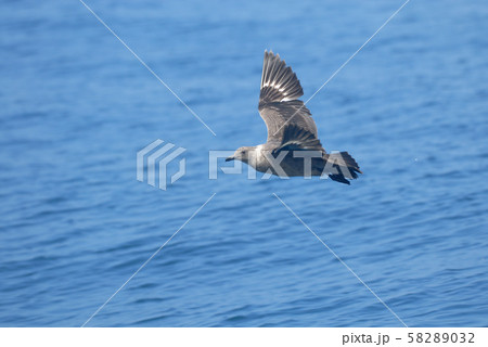 海上を飛ぶオオトウゾクカモメ(北海道) 海上を飛ぶオオトウゾクカモメ(北海道) 58289032