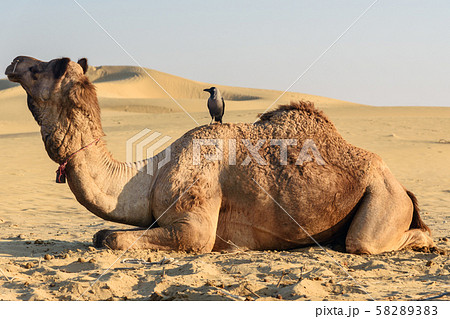 Crow on camel in Thar desert. Jaisalmer. India Crow on camel in Thar desert. Jaisalmer. India 58289383