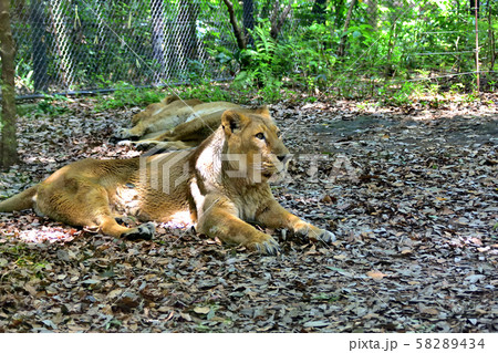 横浜ズーラシア動物園インドライオン 横浜ズーラシア動物園インドライオン 58289434