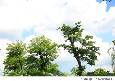 秋 木 造園 58289683