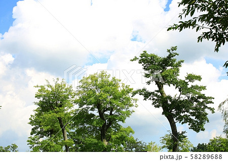 秋 木 造園 58289688