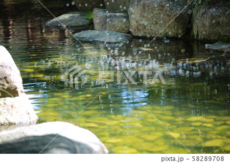 秋 木 造園 58289708