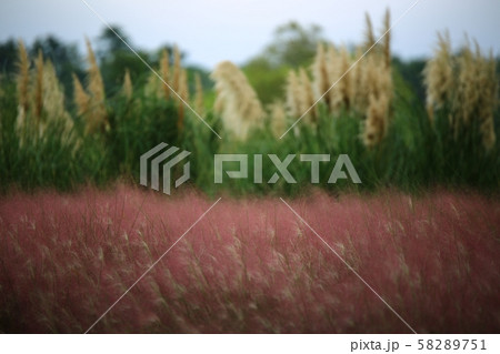 秋 木 造園 58289751