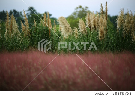 秋 木 造園 58289752